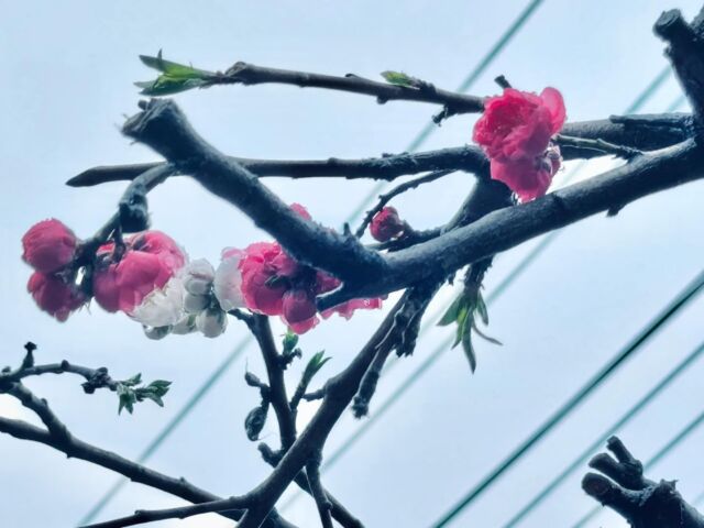 今日から新年度

看護部も新しい仲間を迎え研修がスタートします
